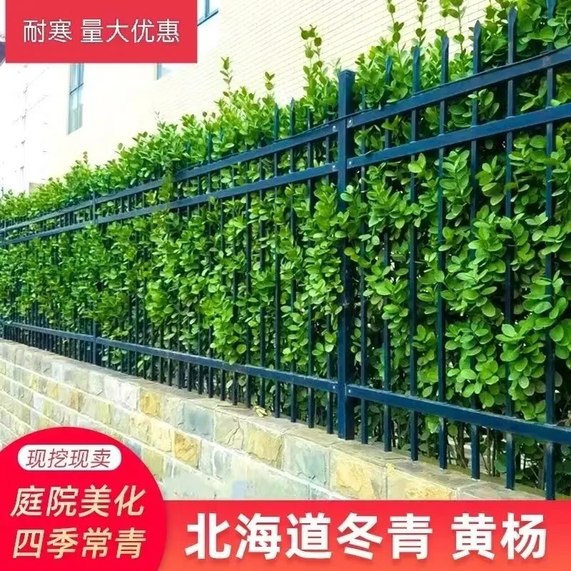 围墙篱笆植物大叶苗冬青树苗四季常青耐寒庭院绿篱树苗