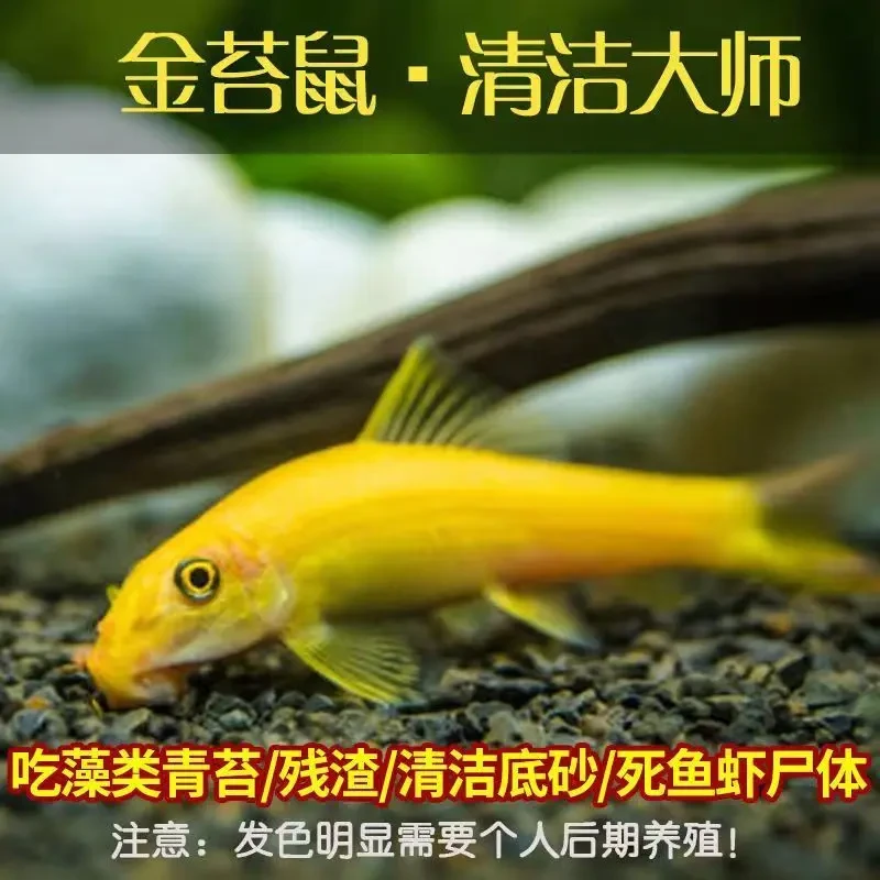清苔鼠金苔鼠鱼热带观赏鱼清道夫鼠鱼鱼缸除藻鱼清洁鱼活体鱼金鱼