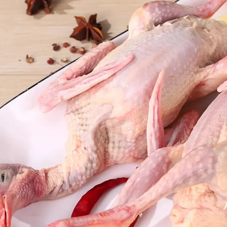 D【粉丝专享】农家散养土鸽子鸽子肉包邮5只