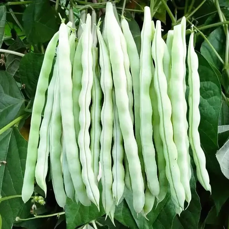 四季九粒白芸豆种子白不老豆角种籽孑早熟春秋季四季豆角种子