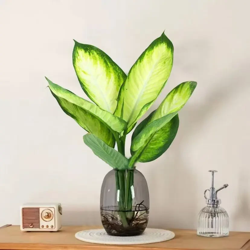 【水培新宠】玛丽安绿植盆栽叶万年青绿植办公室桌面高颜值清新绿植