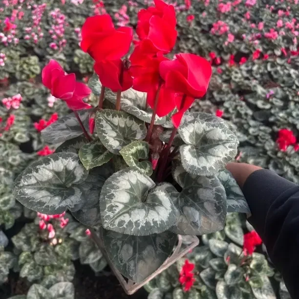 大花仙客来盆栽带花苞发货四季开花室内阳台好养花卉