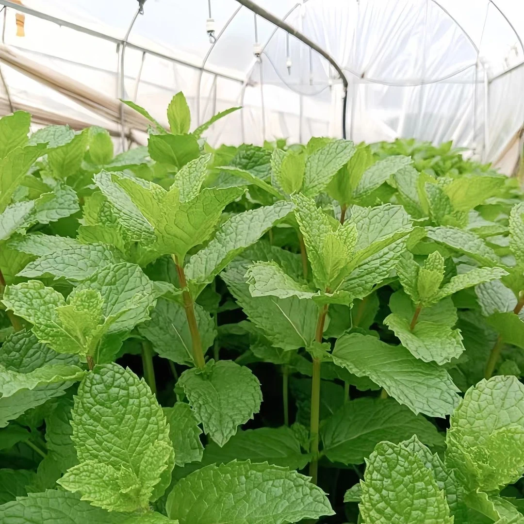 云南新鲜可食用薄荷叶香料留兰香调酒泡水奶茶烘培装饰火锅