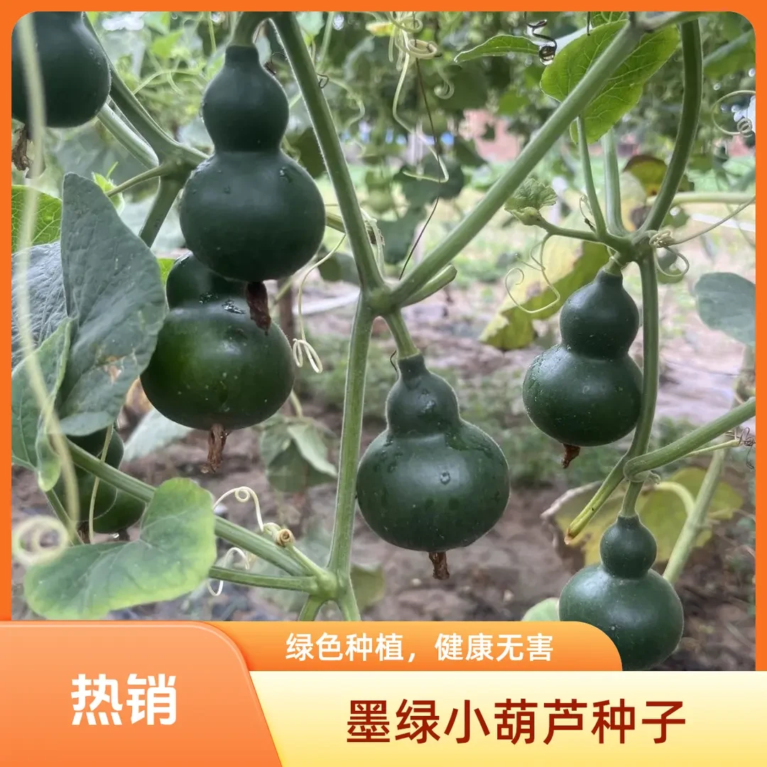 墨绿葫芦种子手捻小葫芦迷你宝葫芦爬藤庭院阳台盆栽文玩葫芦种子