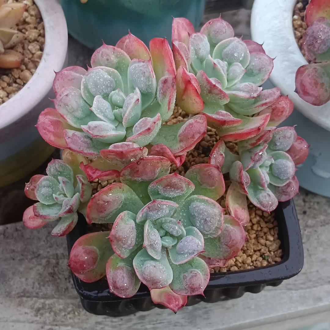 雨滴带盆发货 多肉植物