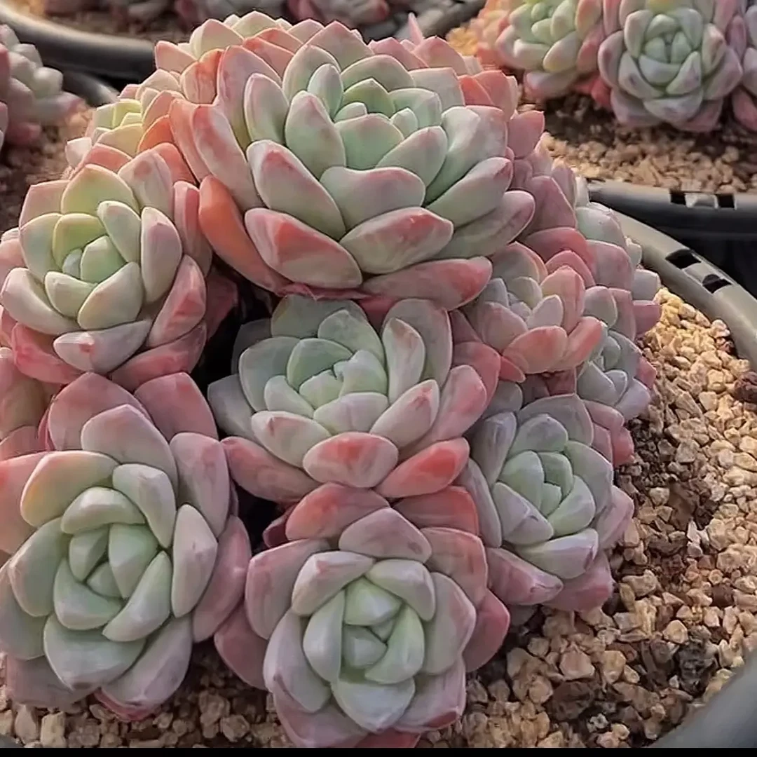 运费专拍多肉植物满68包邮非偏远