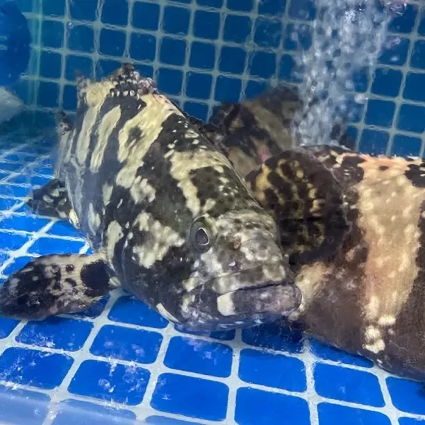 深海贵族石斑鱼1条-默认处理