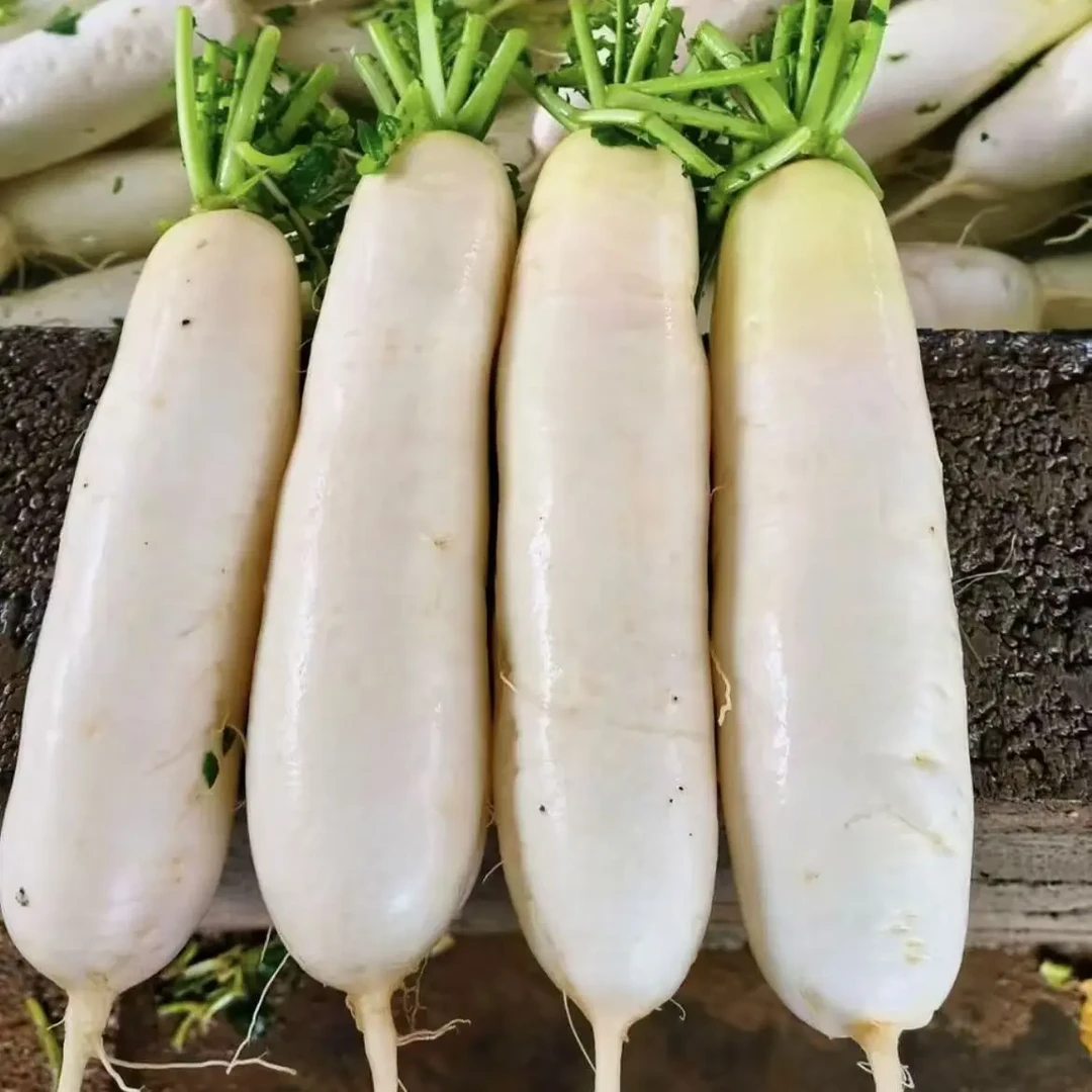 新野本地白萝卜新鲜蔬菜白皮萝卜现挖甜脆可口炒菜炖汤鲜嫩甜