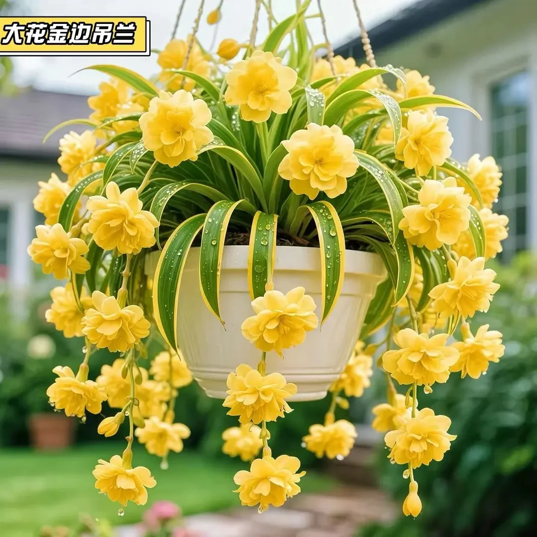 金边大花香水吊兰四季开花新手好养耐寒耐热花卉绿植盆栽花苗