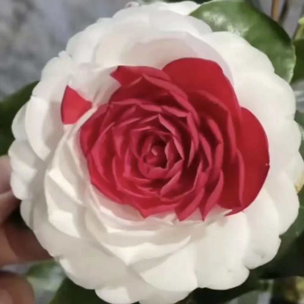 新品海棠牡丹皇后耐寒耐热四季开花室内外阳台盆栽