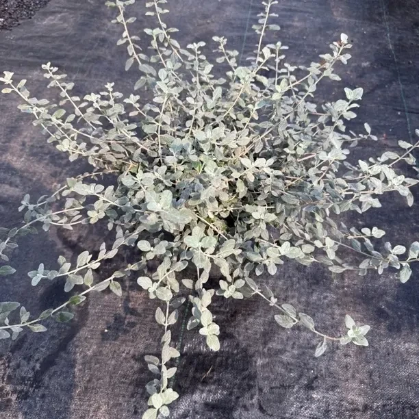 水果篮耐热耐晒适合阳台花园露台养护的植物