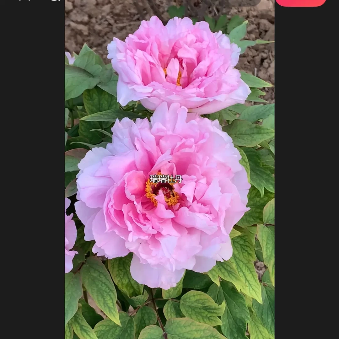 村松樱重瓣大花粉色观赏牡丹大苗树苗庭院盆栽地栽菏泽基地直发