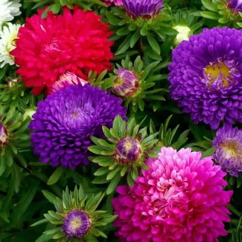 【混色彩虹糖果菊花卉种子】耐热易种阳台庭院植物种子