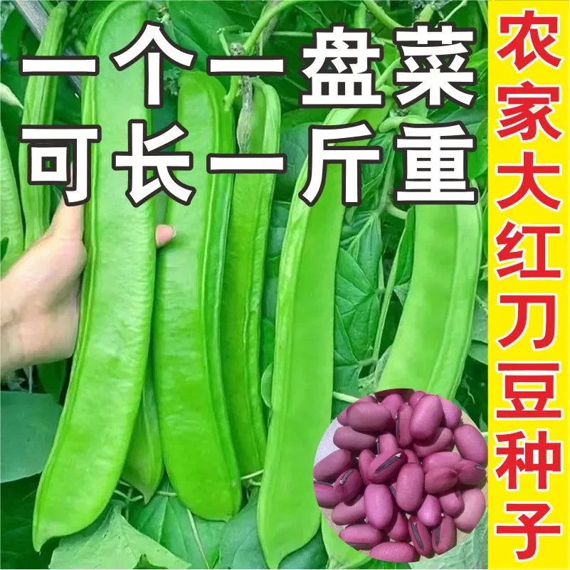 刀豆种子大红刀豆巨型大豆角种籽巴西刀豆四季蔬菜爬藤菜豆角种子
