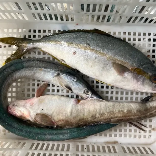 新鲜海捕海杂鱼冷冻发货