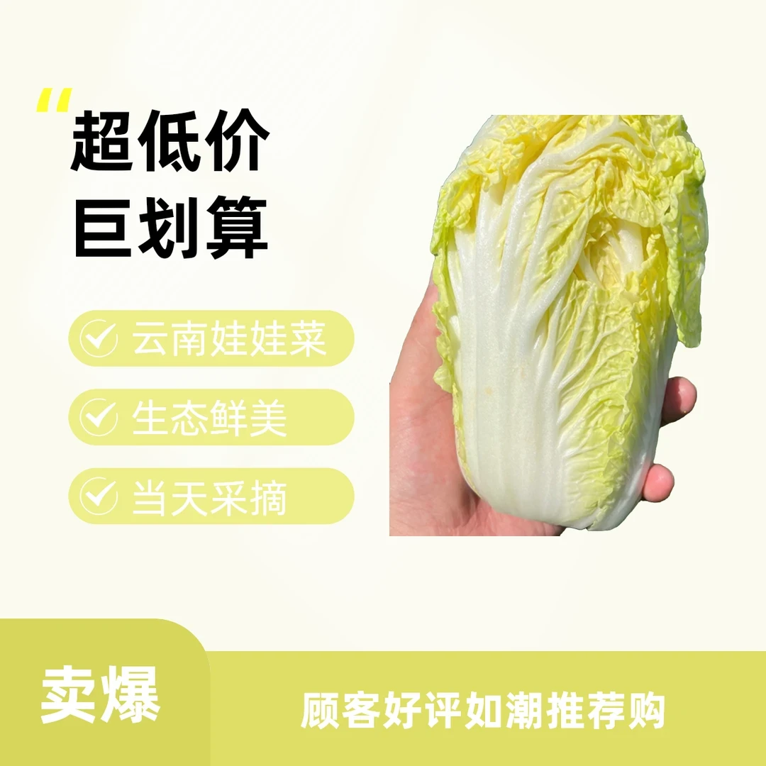 云南高原露天生态娃娃菜正宗娃娃菜时令蔬菜现摘现发当天采摘