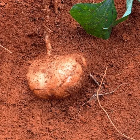 贵州老品种原生态农户自种新鲜现挖土瓜地瓜地萝卜白凉薯脆甜多汁