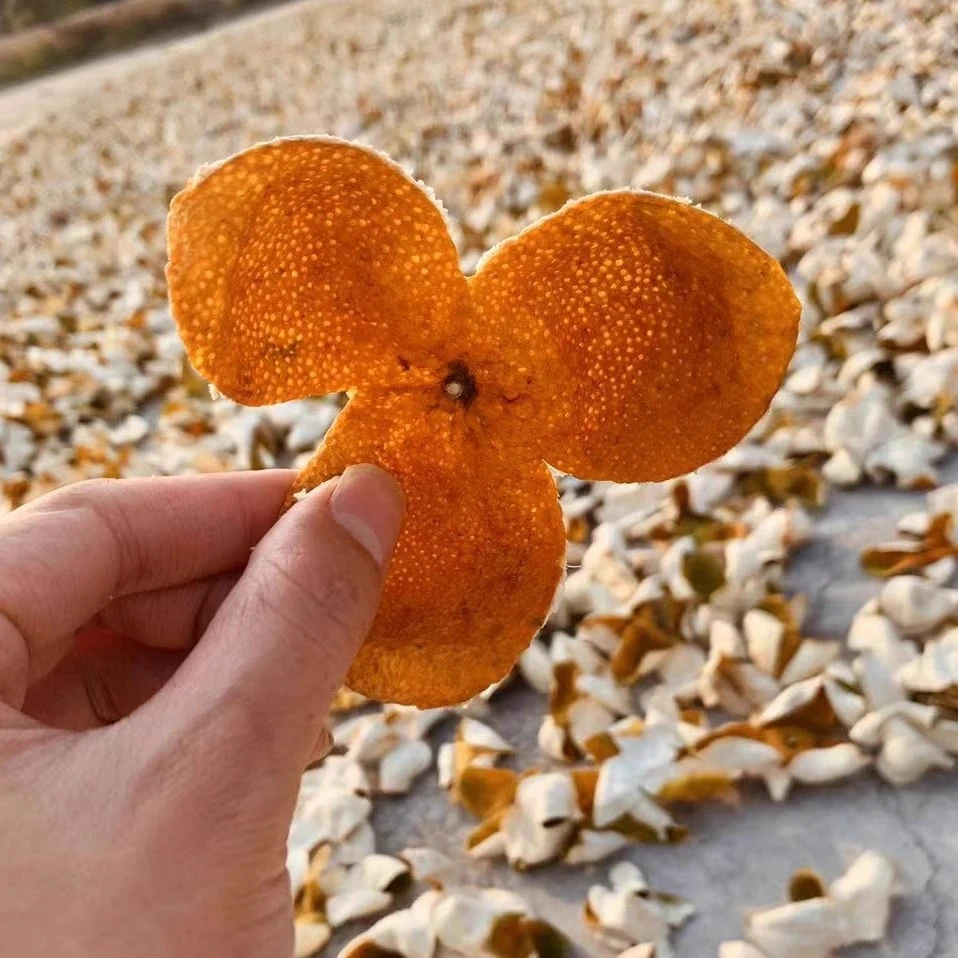 新会大红皮精选冬后大红少量现货2023新会陈皮大红皮送礼收藏