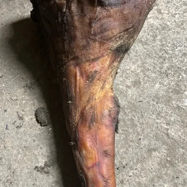 昭通农村烟熏腊肉猪脚