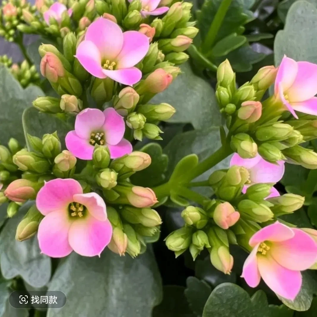 长寿花（春晓单瓣）130大盆稀有品种  打顶苗