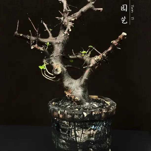 荣森塔橄榄 潮流小众块根植物 一物一拍