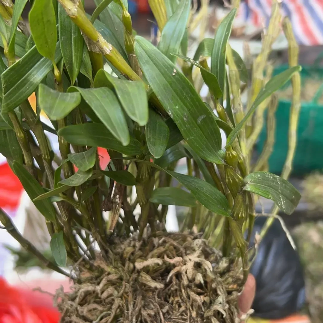 金钗石斛兰花盆栽花期长适合室内种植