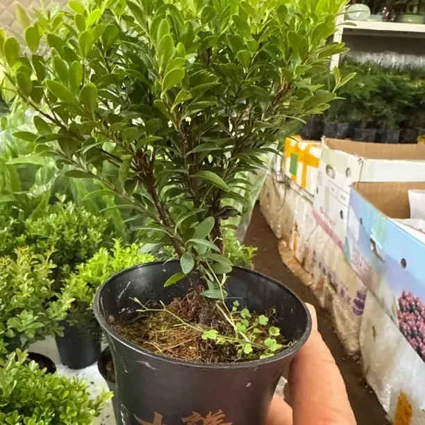 小叶赤楠带花苞精品绿植盆栽四季常青好养易活