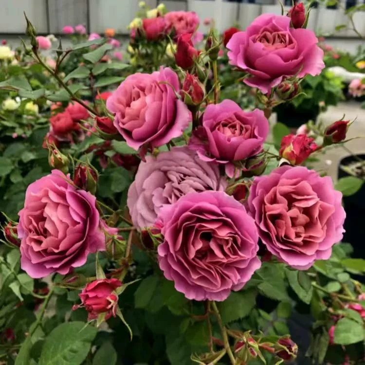 葵月季花丰花月季花苗日本多头四季开花勤花阳台盆栽开花机器易养