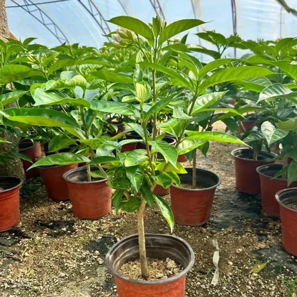 香水水晶茉莉味道不太香嘎嘎好养风化砂种的不用洗根