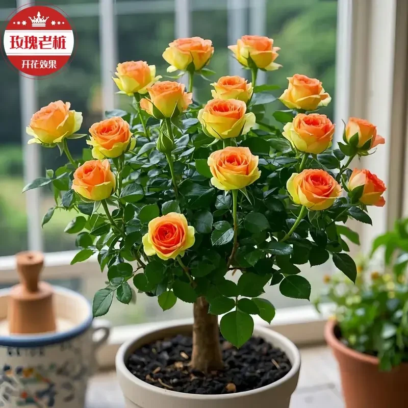 【四季开花】香水玫瑰爆款花卉大全绿植月季老桩根树苗盆栽植物耐寒