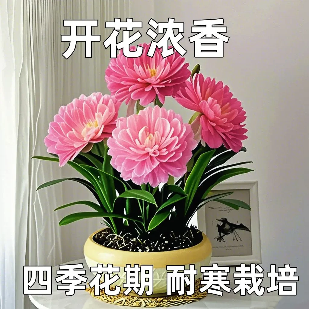 浓香耐寒大花兰香蒜球根花花卉绿植四季开花室内好养阳台客厅净化