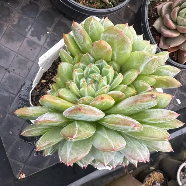 程成多肉植雪花珍妮
