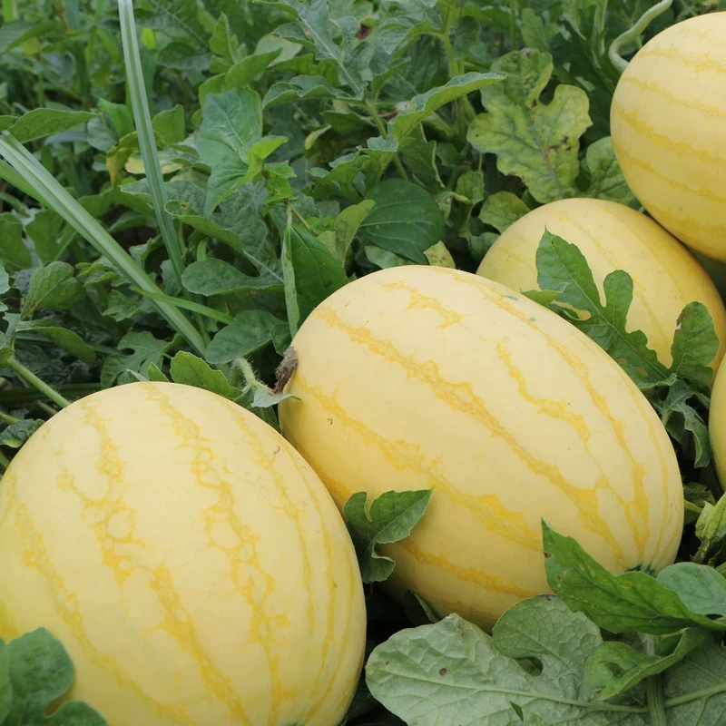 黄皮黄肉西瓜种籽冰淇淋西瓜黄瓤礼品西瓜皮薄又甜又多汁瓜种子孑