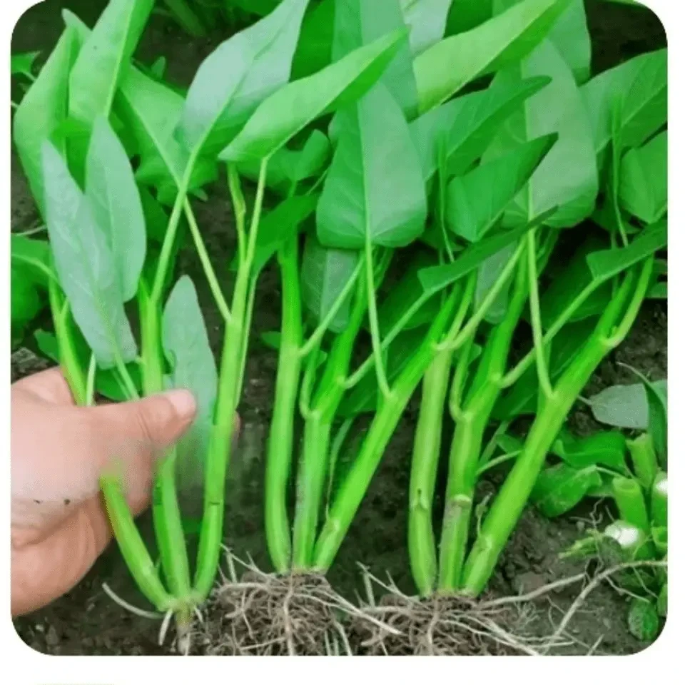 本地三叉空心菜种籽蕹菜种子耐热四季阳台盆栽菜种孑多次采收