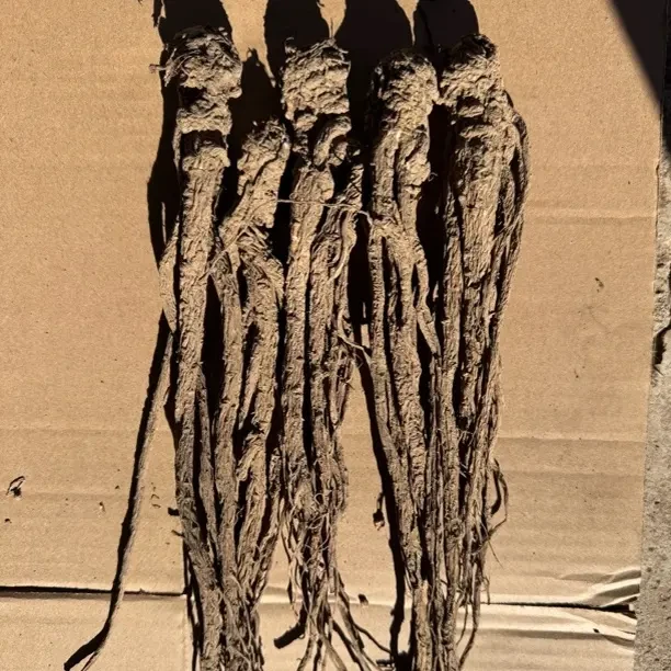 甘肃岷县当归 无硫滋补可煲汤炖肉养生