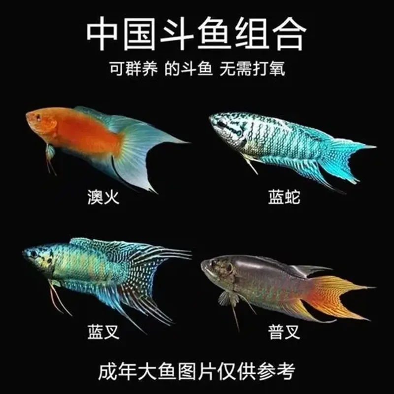【直播专用，一拍一物】斗鱼观赏鱼中国斗鱼冷水观赏鱼养鱼