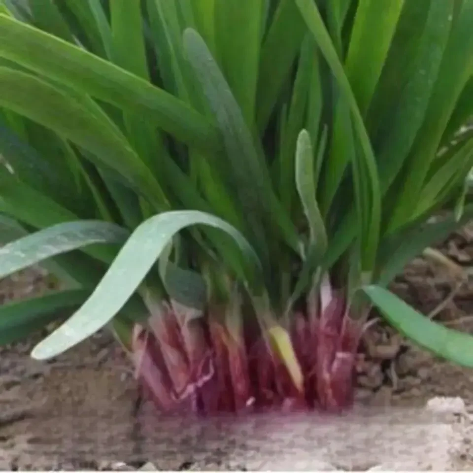 紫根韭菜种子四季可播宽叶韭菜籽蔬菜种子阳台盆栽室内外四季高产