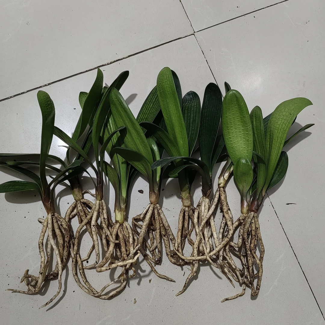 绿植君子兰专卖（10颗小苗）