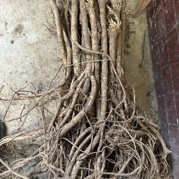 甘肃岷县新鲜黄芪现挖现发带浮土农家自种煲汤料当季鲜货