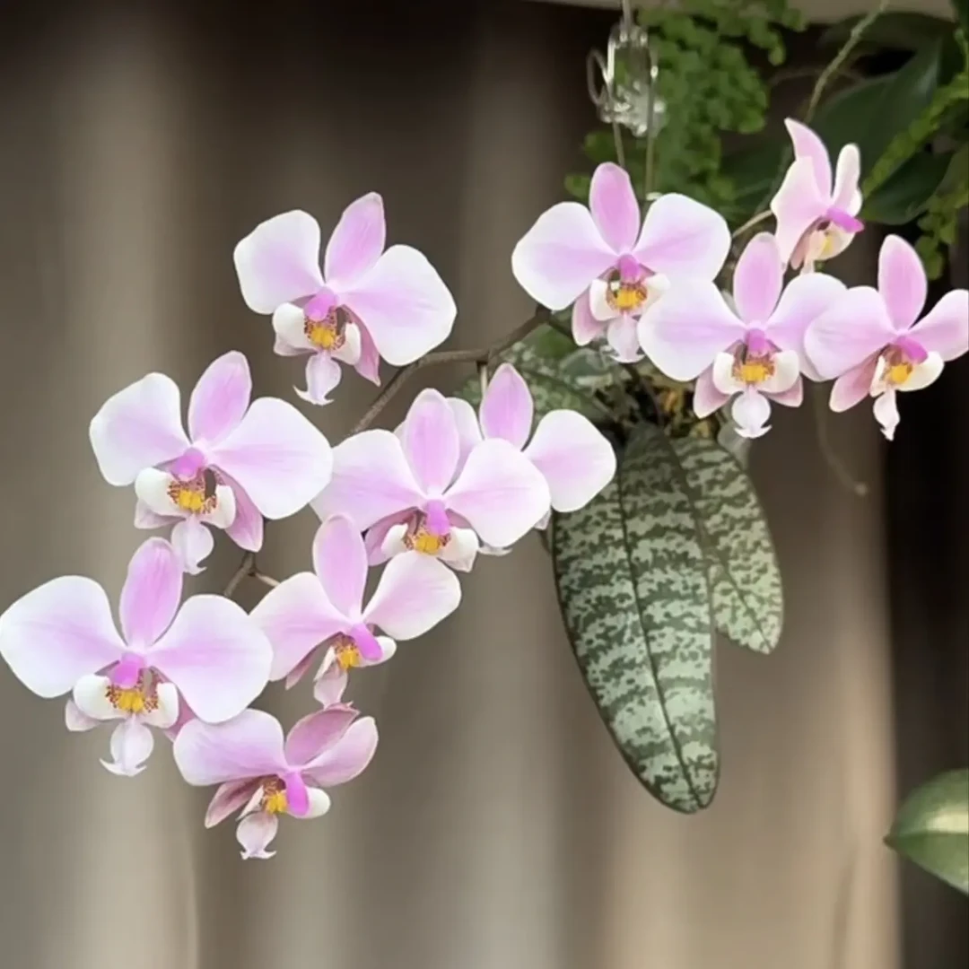 【西雷丽】509✘501蝴蝶兰苗3.0寸带花剑不带花发货 开花带香味