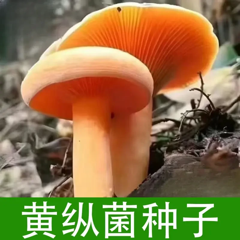 黄枞菌菌包乌纵菌种子包人室外室内种植可食用蘑菇四季松树菌野生