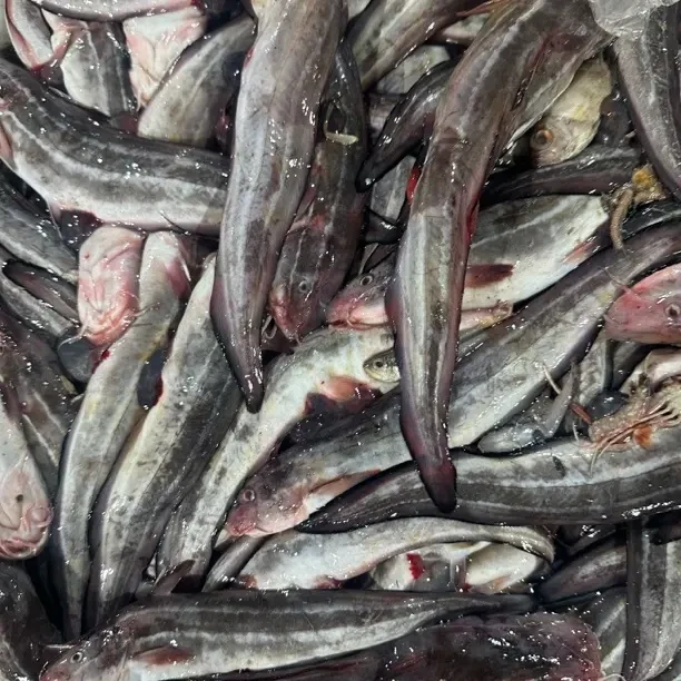 惠来神泉港本港浅海野生沙毛鱼 新鲜水产顺丰冷链发货（注：帮杀）