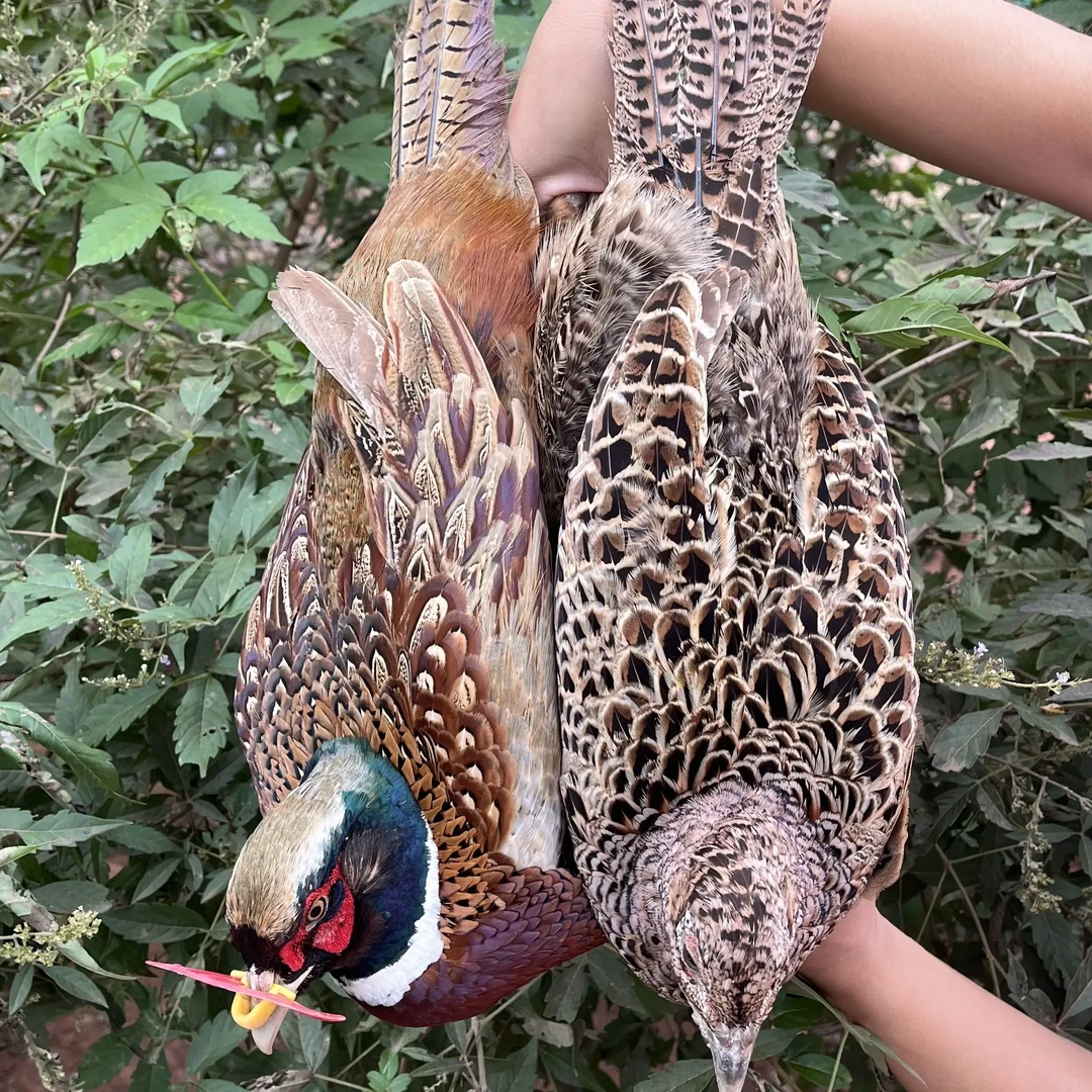 (一公三母)易大师专属农家散养七彩山鸡新鲜整鸡包邮