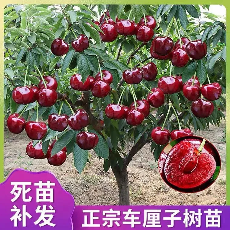 车厘子树苗特大樱桃树苗带土球盆栽地栽庭院种植南方北方当年结果