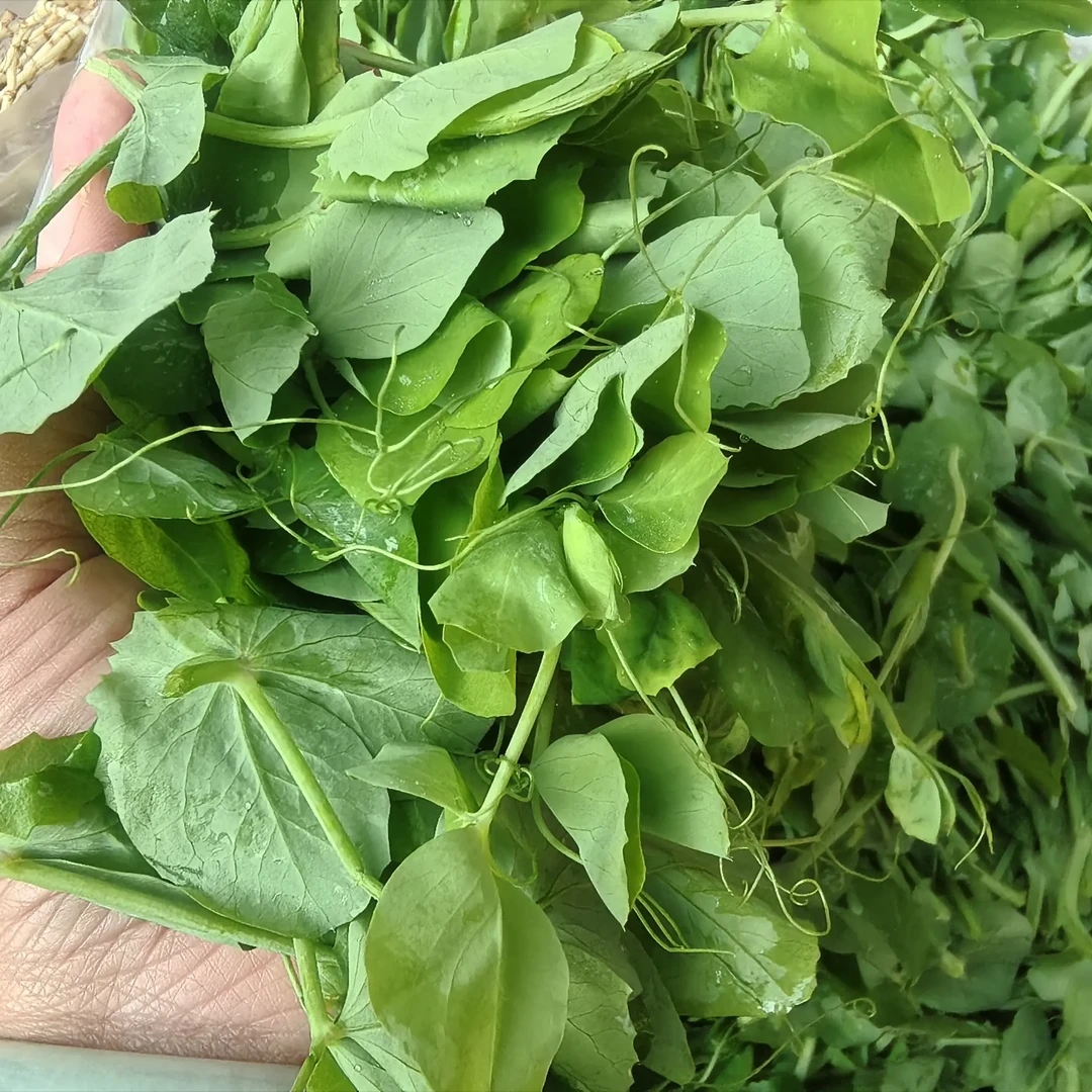 梁平蔬果珍选农家自种新鲜豌豆尖想摘现发