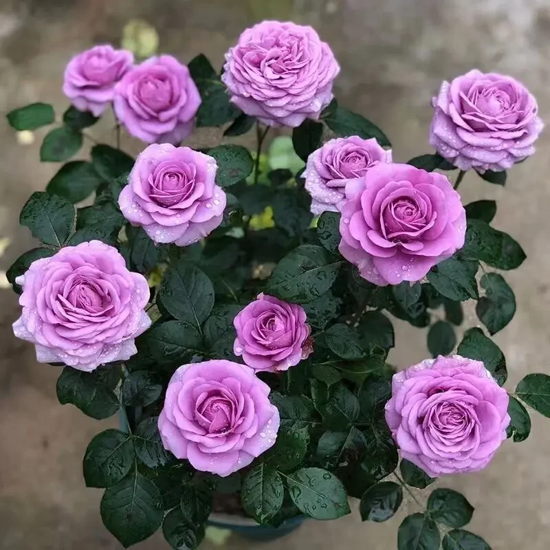 紫霞仙子浓香型月季玫瑰花盆栽花卉阳台庭院室外四季开花绿植花苗