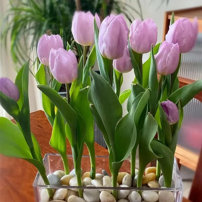 郁金香种球备用水培成活春天原生耐寒四季种植风信子球根花卉大球