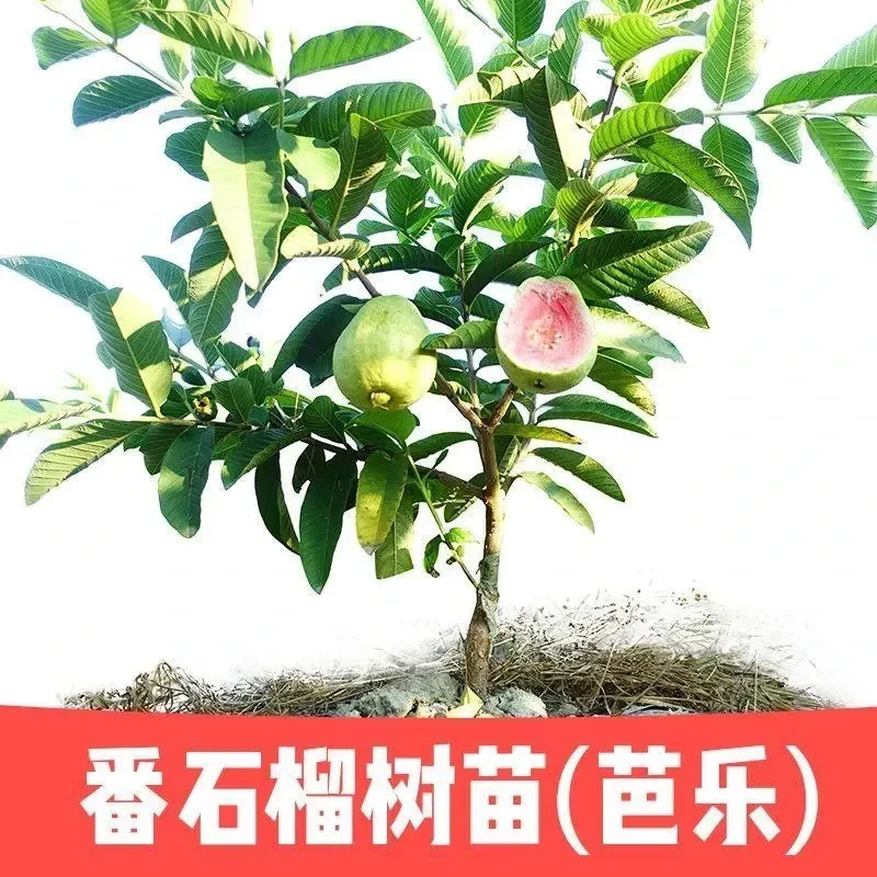 番石榴树果苗红心芭乐树苗正宗嫁接胭脂红苗南方种植庭院四季果树