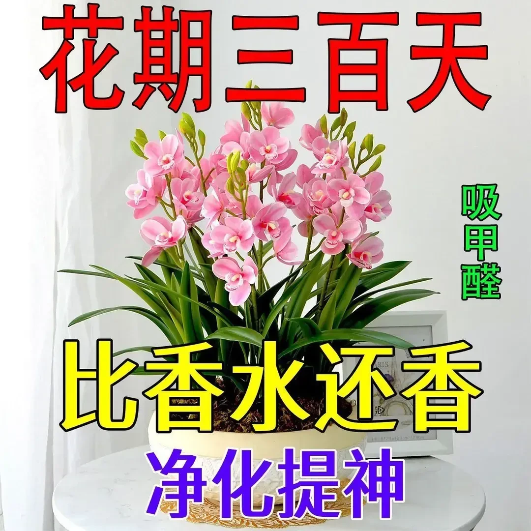【夏季热卖】新品梦香兰四季驱蚊虫四季开花重瓣花浓香型花卉植物养