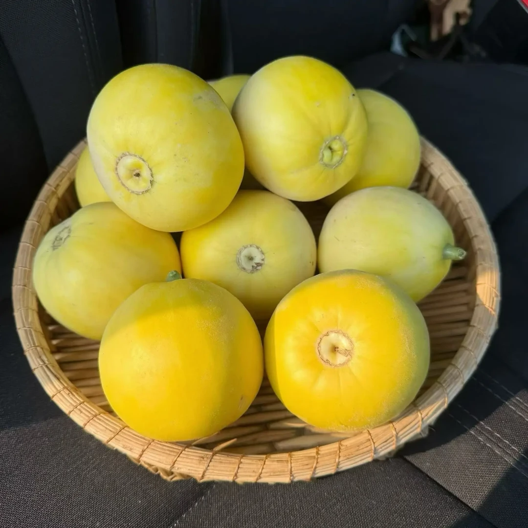 山东头茬小蜜蜂甜瓜新鲜脆甜当季水果